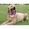 Disney Rapunzel Collar - Pet Costumes - 2 - thumbnail