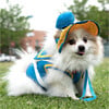 Disney Donald Duck Uv Hat - Pet Costumes - 2 - thumbnail