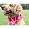 Disney Aurora Collar - Pet Costumes - 2 - thumbnail