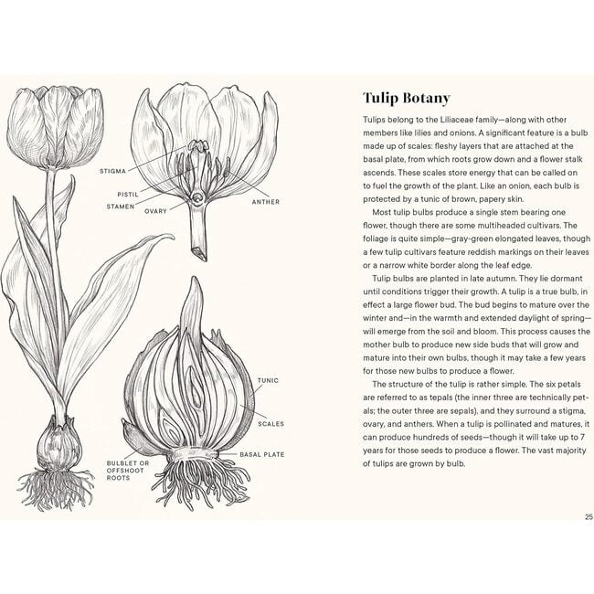 A Little Book of Tulips - Books - 3