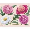A Little Book of Peonies - Books - 3 - thumbnail