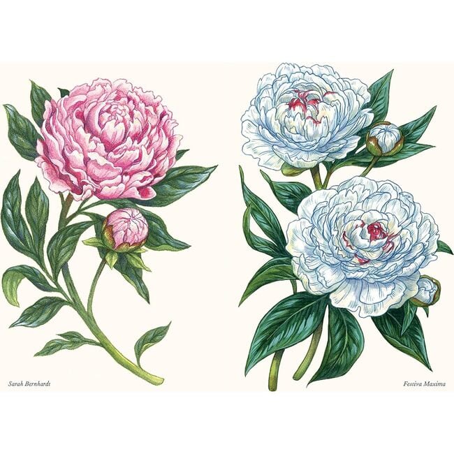 A Little Book of Peonies - Books - 4