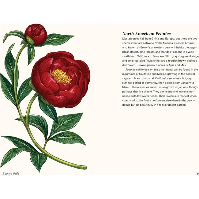 A Little Book of Peonies - Books - 5
