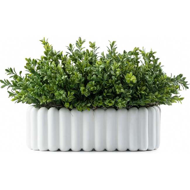 Scallop Oval Boxwood Pot, White - Accents - 1