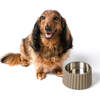Ripple Ridge Slanted Concrete and Stainless Steel Bowl 16oz (2 Cups) Pet Feeder, Brown - Pet Bowls & Feeders - 3