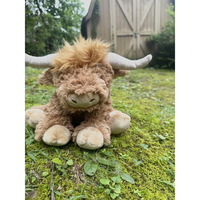 HAROLD THE HIGHLAND COW