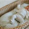 Picnic Gingham, Crib Sheet, Green - Crib Sheets - 6 - thumbnail