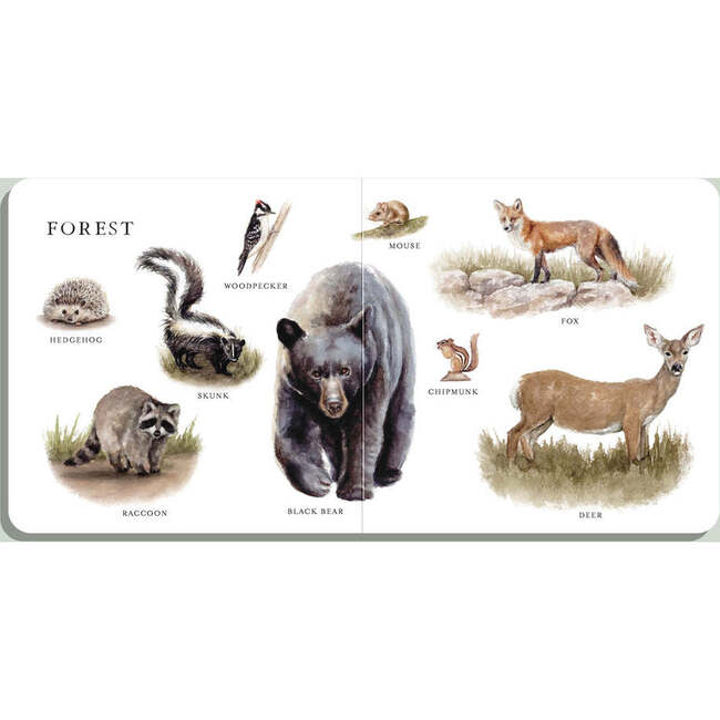 Our Big Book of Animals