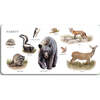 Our Big Book of Animals - Books - 2