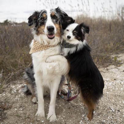 MODERNBEAST Dog Bandanas & Neckties